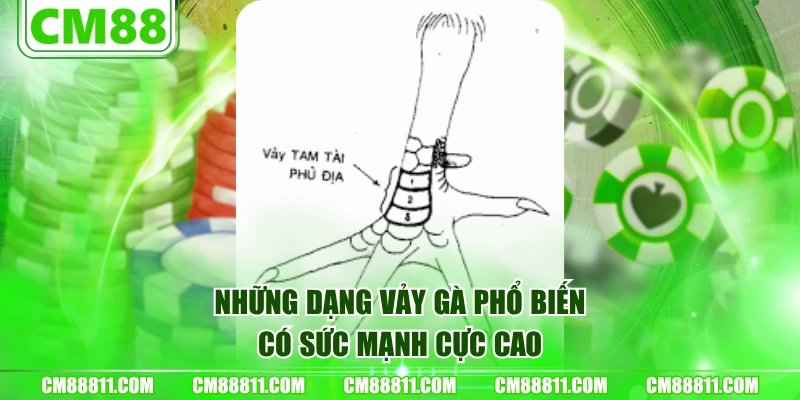 Những dạng vảy gà phổ biến có sức mạnh cực cao